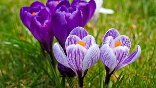 Crocus Flower #crocus #flowers #crocusflower #crocus #flowers #flower #nature #garden #crocusflowers