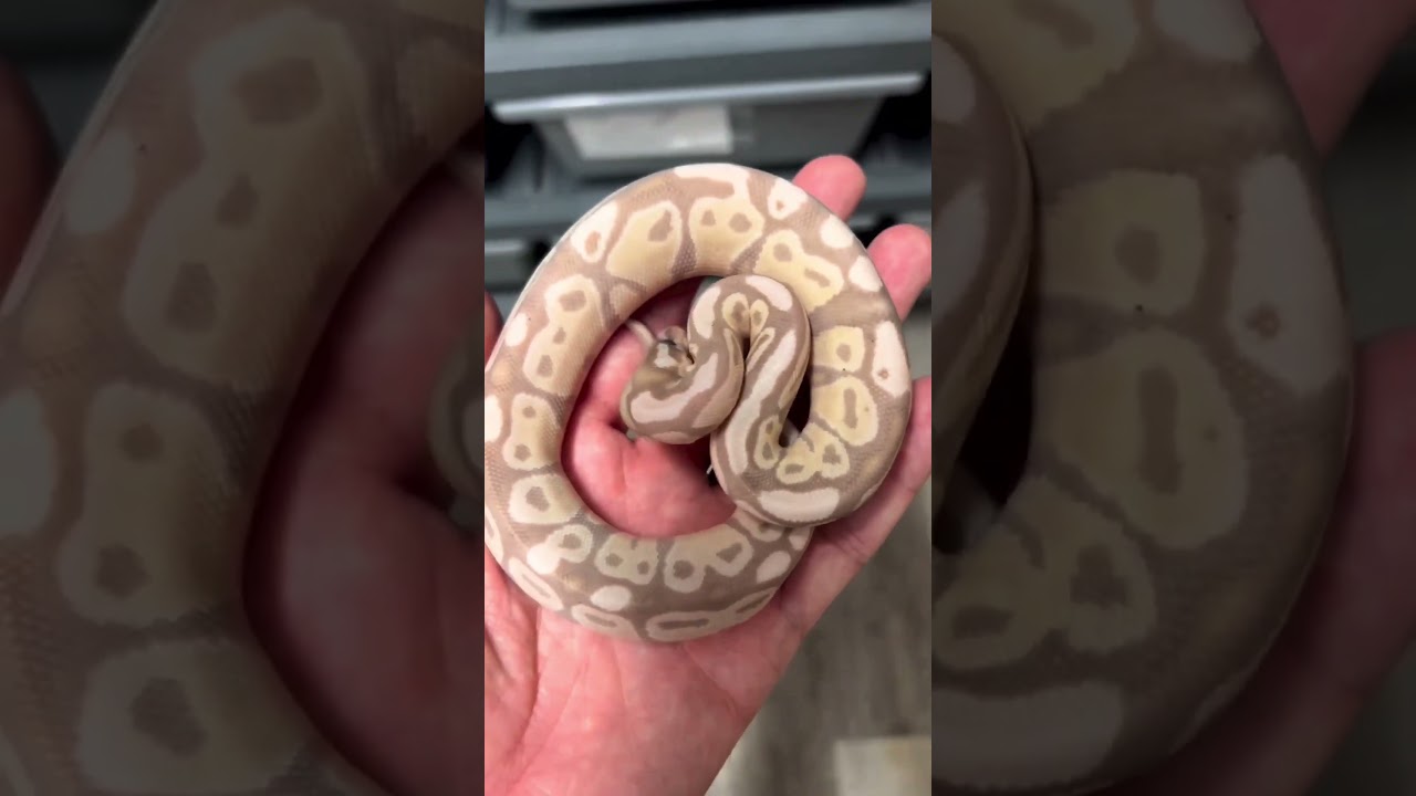 Ball Python Genetics Projects - Banana VPI Axanthic