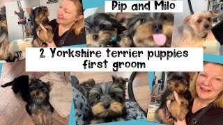 #yorkshireterrier puppies first groom by Wendy The Practical Pet Groomer 100 views 1 month ago 1 hour, 8 minutes