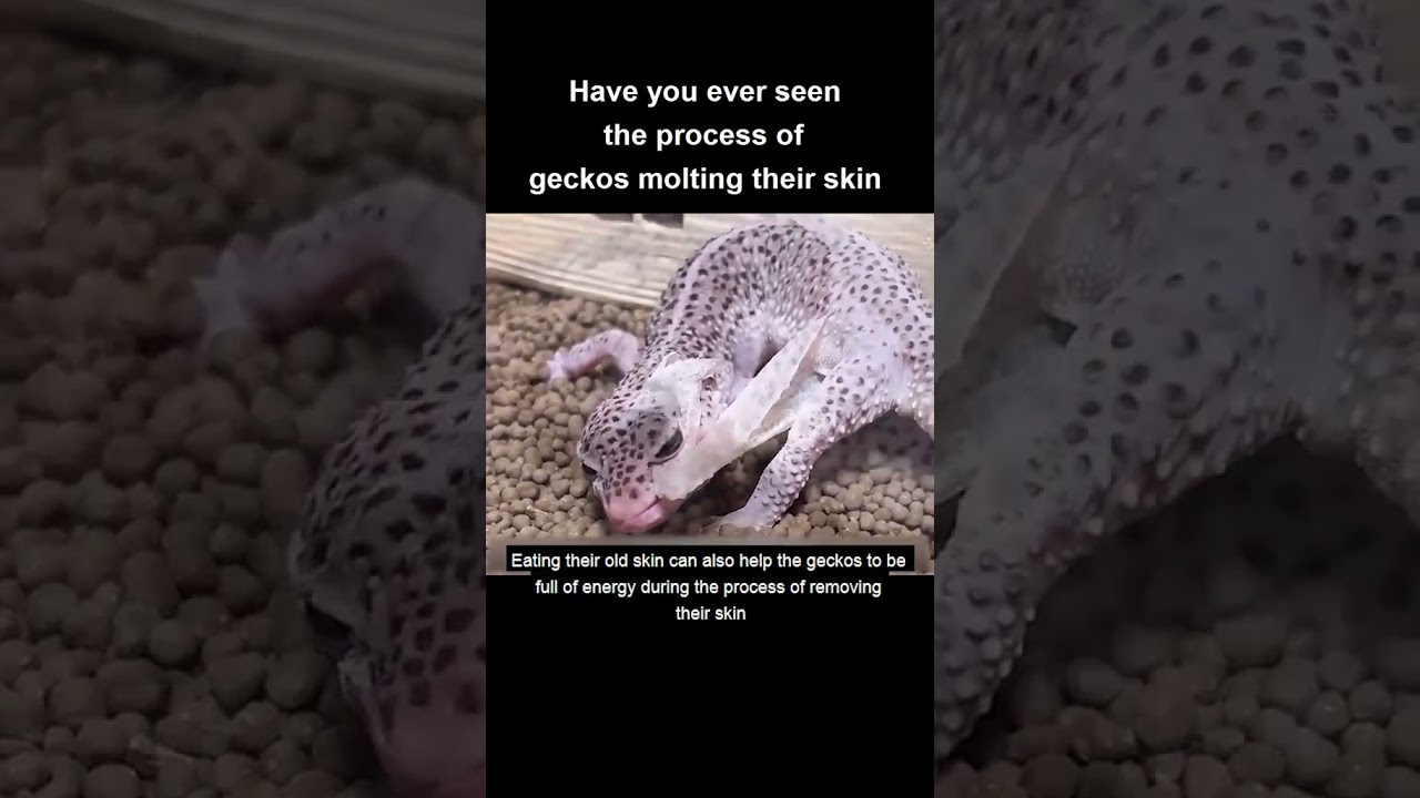 Have you ever seen the process of gecko molting their skin? #rescue #animals #wildlife