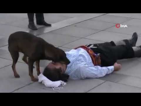 Perro intenta proteger a actor que fingía estar herido en función callejera