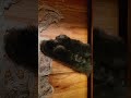 Moses my Maine Coon has separation anxiety