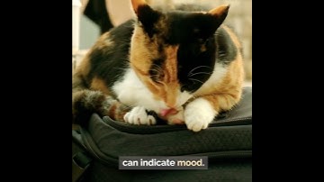 Understanding Cat Communication #shorts #cat #kitten #catlover