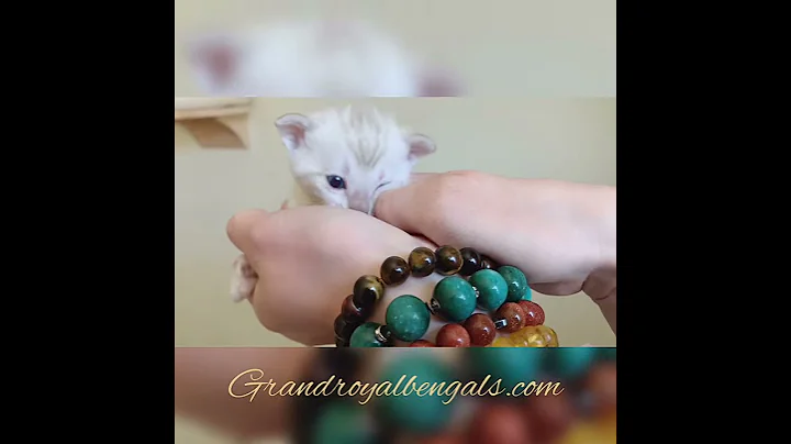 Watch the video about Snow Linx Bengal Girl 3 weeks old