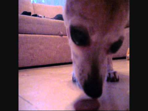 DOG-EATING MACHINE