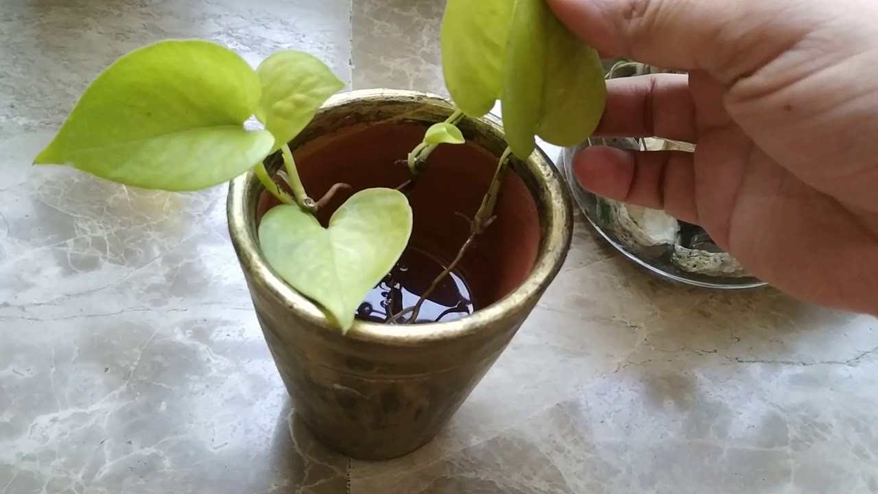 Growing Money Plant/ Pothos for free how to grow money plant indoors
