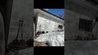 2Yr Old Roscoe Was Always On The Shy Side