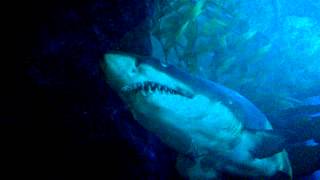 Акулы В Океанариуме Дубай
