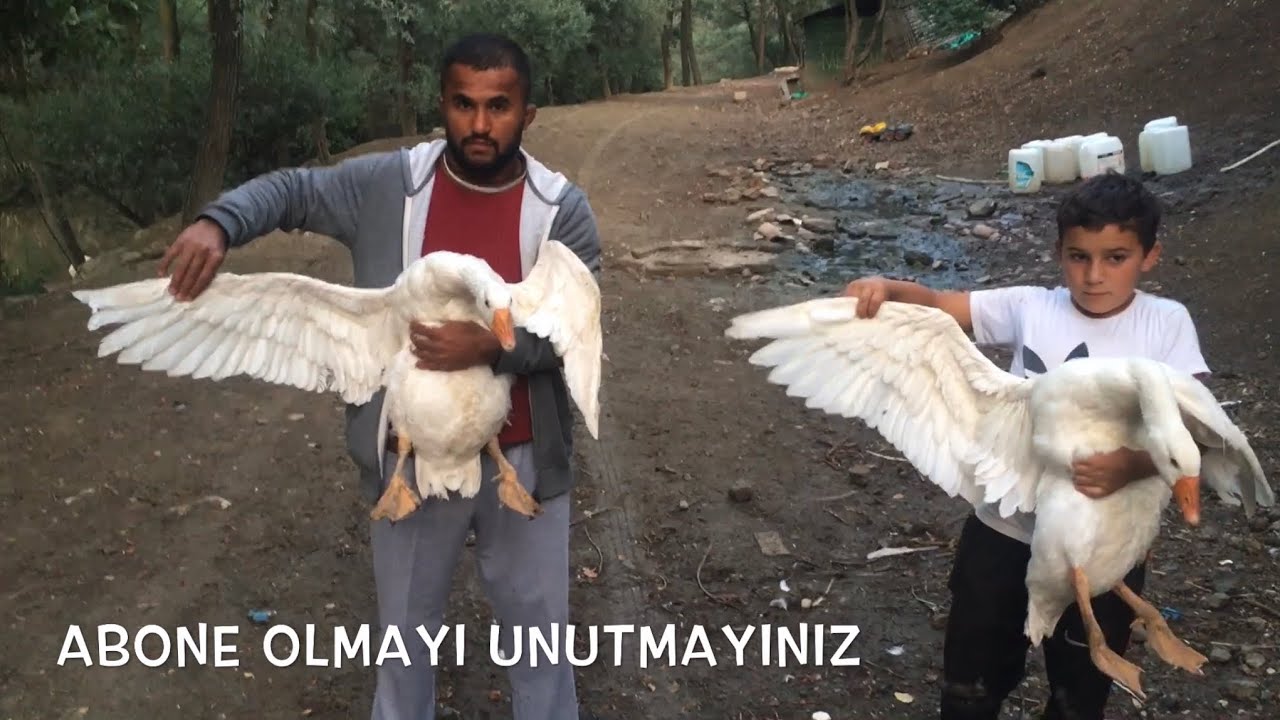 Mast Kazı ve Yerli  Kaz Karşılaştırması #Kazrekabeti #Organıcbesicilik #giant turkish geese(Bölüm72)