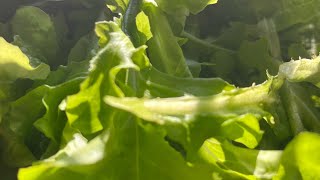 Fresh homegrown Lettuce From Our Widow Seal P-2