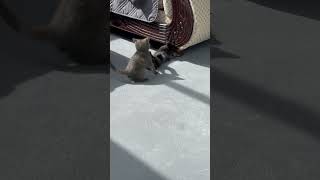 Grey Calico Kitten