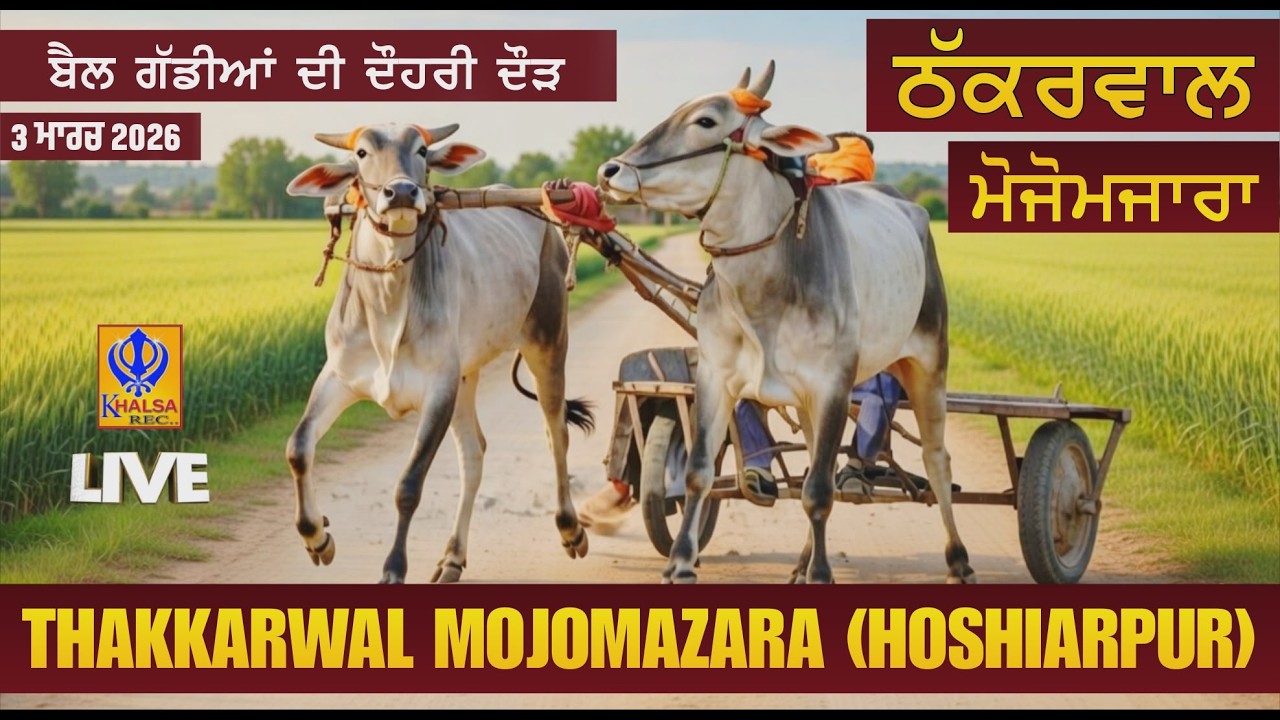 🔴[Live] Thakkarwal Mojomazara | Hoshiarpur | ਬੈਲ ਗੱਡੀਆਂ ਦੀਆਂ ਦੋਹਰੀਆਂ ਦੌੜਾਂ | Ox Races | 03 Mar 2026