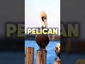 Burung Pelikan | Cara Mereka Mencari Makan #short #shorts #pelikan #pelicans  #burung