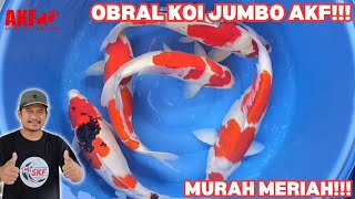 Obral Koi Jumbo AKF!!! Harga Murah-Meriah!!!