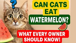 Can Cats Eat Watermelon? 🍉 What Every Owner Should Know!