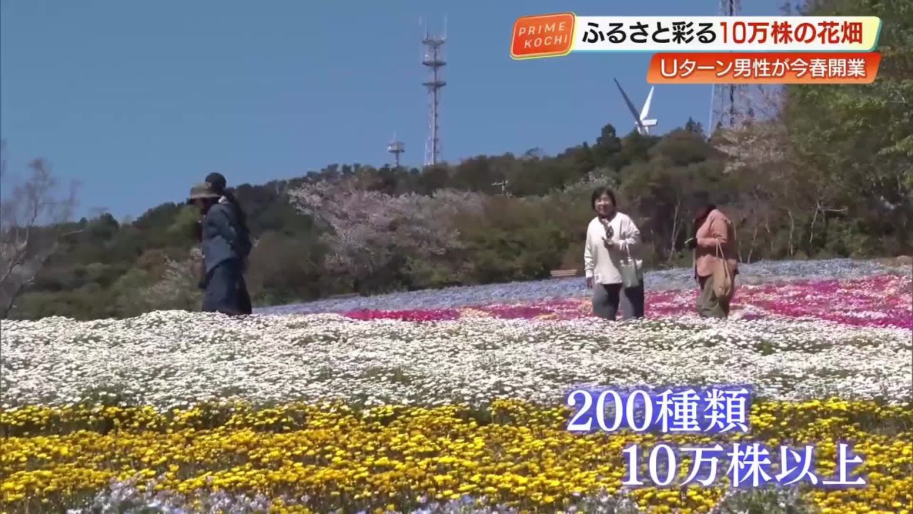 天国みたい」耕作放棄地を10万株の花が咲き誇る“花畑”へ再生 高知・大
