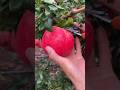 Pomegranate Benefits