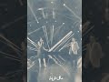 هيدا حكي سلمى رشيد