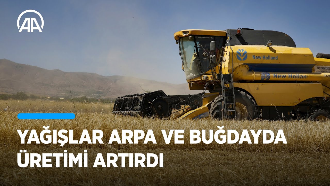Elazığ'da yağışlar arpa ve buğdayda üretimi artırdı