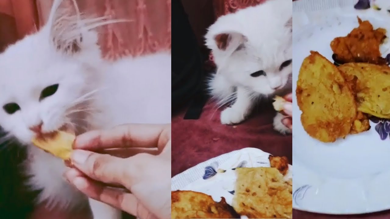 Kitten Eat Patato🥔Fry