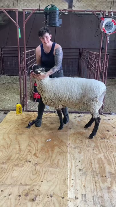 Preparing for Sheep Shearing: A 5-Step Guide