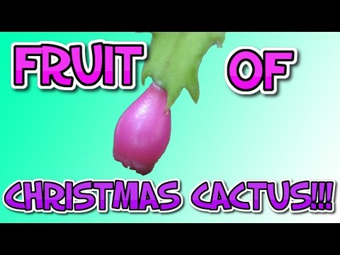 Pollinating Christmas Cactus to Make Fruit