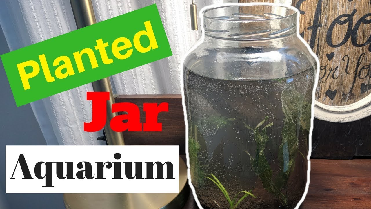 Planted JAR AQUARIUM YouTube