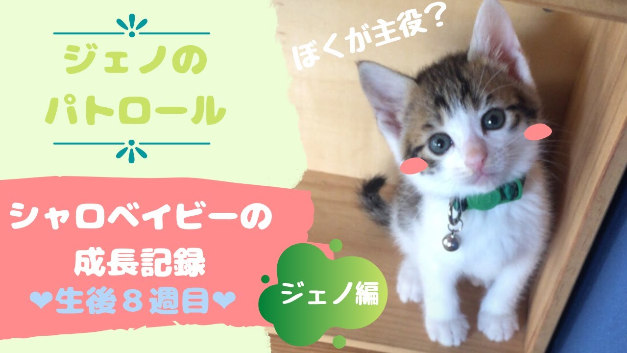 保護猫レストラン ジェノのパトロール Geno Does Patrol Youtube