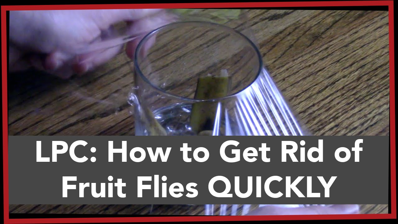 LPC How to Get Rid of Fruit Flies The Best Fruit Fly Trap YouTube
