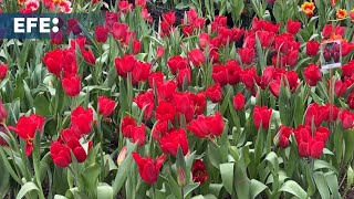 Un pueblo mexicano cultiva 200.000 macetas de tulipanes de 50 variedades para San Valentín