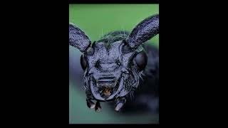 3D-Stack Longhorn beetle 3D-Stacking