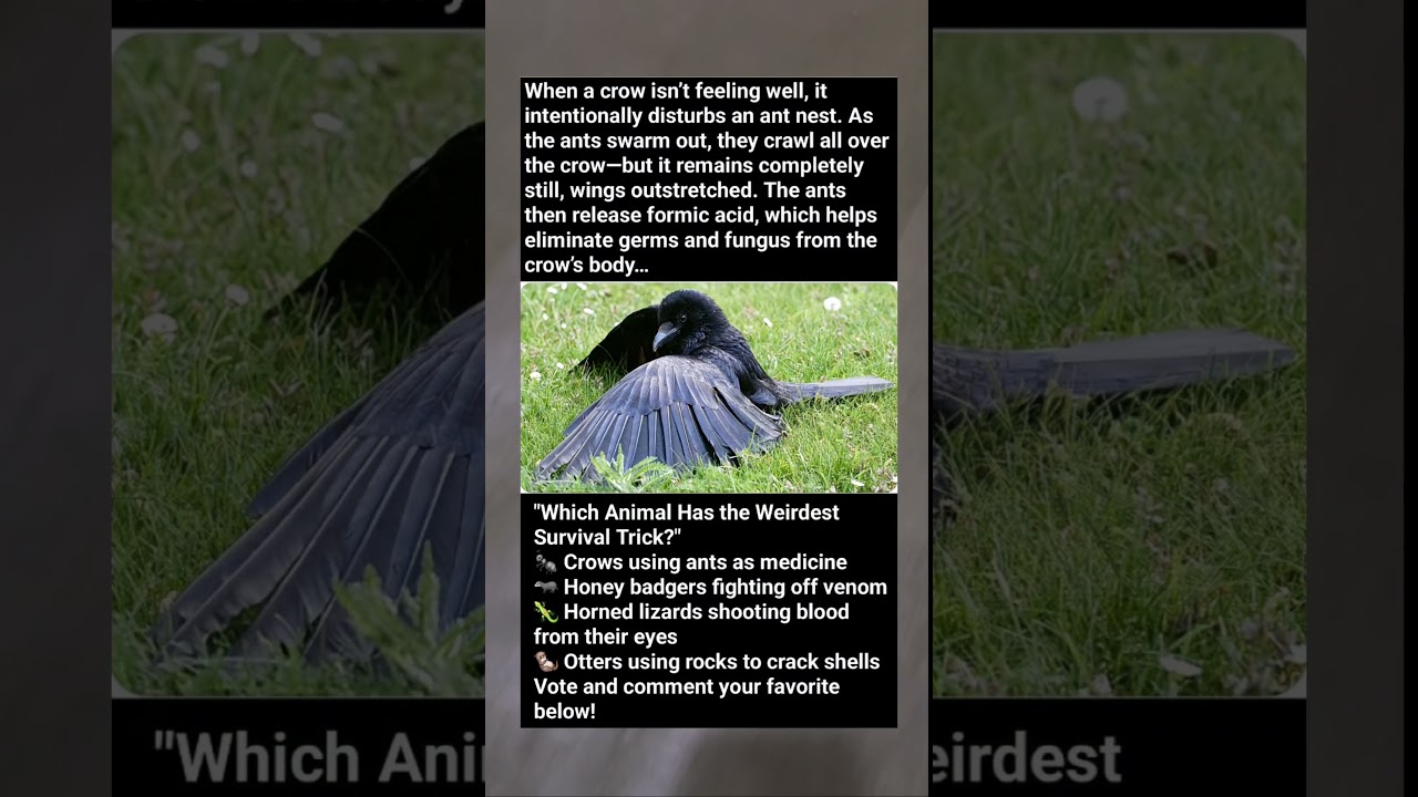 Why Sick Crows Cover Themselves in Ants (Nature’s Weirdest Medicine)