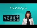 Understanding the Cell Cycle