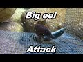 Big eel attacking my cage bait enjoy @stevesshowreel.