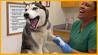 Overdramatic Dogs Face Off With the Vet for the First Time Ever! NEW Funny Dog Videos Wealth