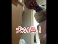 【柴犬】冬のお散歩便利グッズ紹介