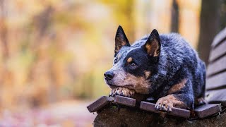 How to Keep Your Australian Cattle Dog AllergyFree