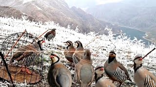 The Most Effective Traditional Bird Trap #MauntainChukarHunting