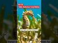 Male Seahorses Give Birth 😱 fact shorts video