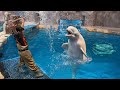 2019/11/23 ベルーガのトレーニング【グレイ編】@名古屋港水族館