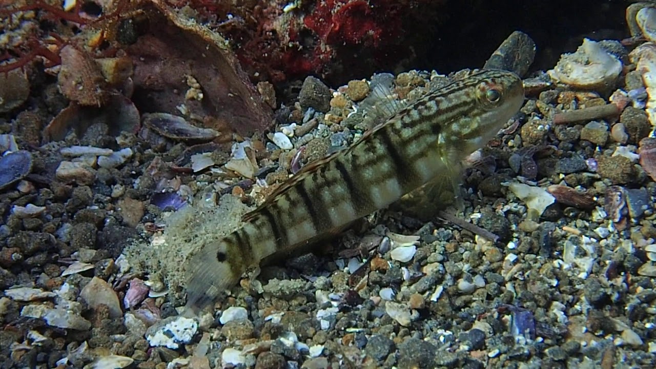 サラサハゼ   ダイビングパートナーRe'A（リア）