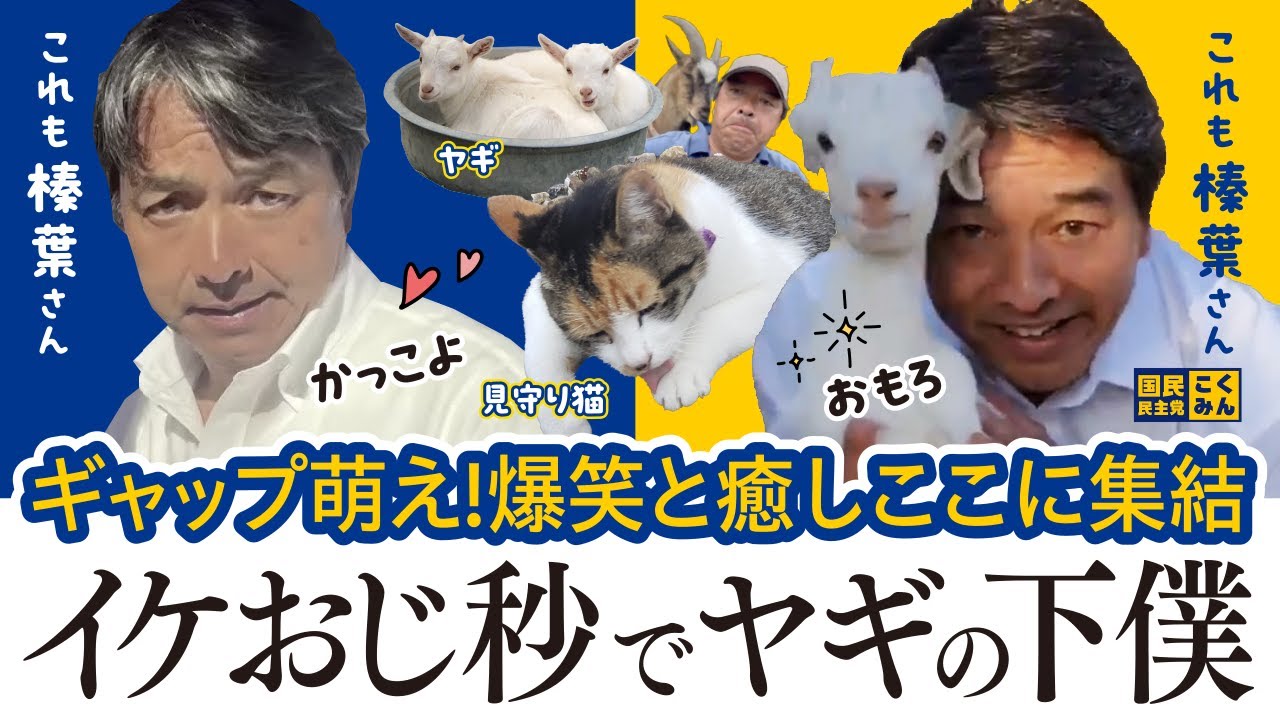 【ギャップ萌え】 #国民民主党 #榛葉賀津也 #ヤギ   切り抜き