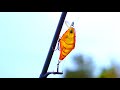 How To Catch Your First Fish On A Lure (Hardbody Crankbait)!