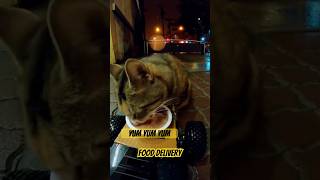 This mindful paws cat won't stop eating  #streetcat #satisfying
