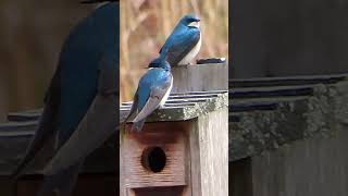 A Beautiful Pair of Tree Swallows.