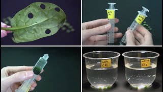 Measuring Photosynthesis: Leaf Disk Assay