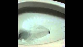 Redneck bidet