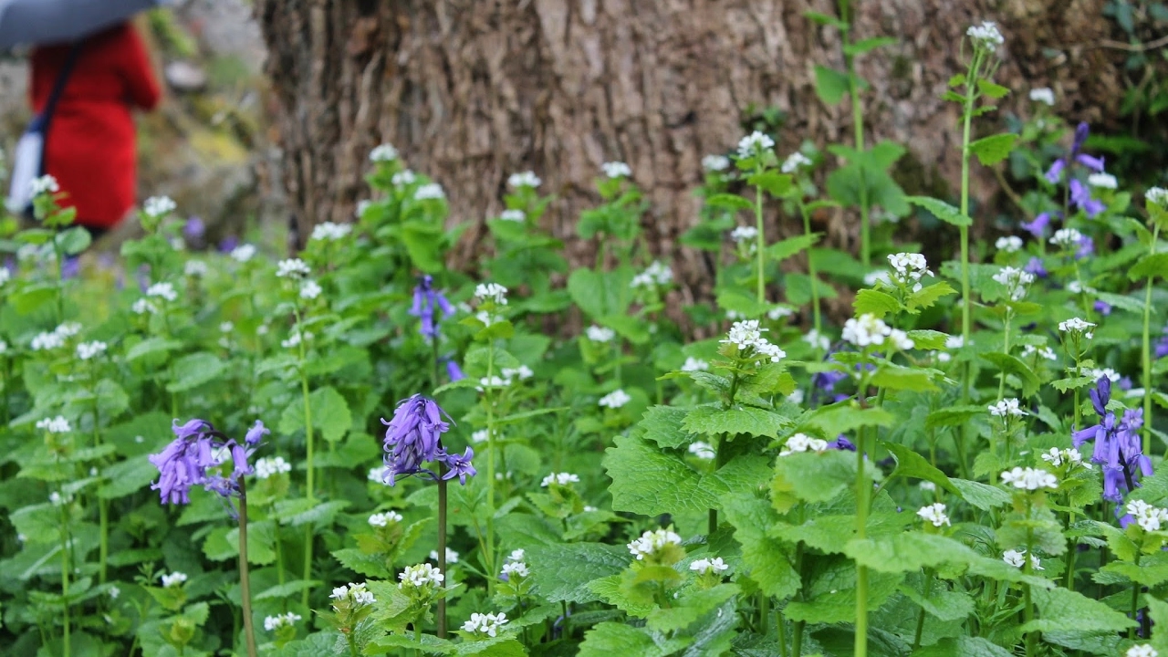 ✋ REVIEW of Donco Children Bunkbed! DHP Junior Loft Bed Frame With Ladder, White
