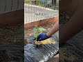 梅雨前にやること3選#家庭菜園 #shorts