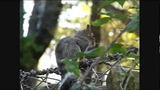 Mammals of the World: Eastern Gray Squirrel